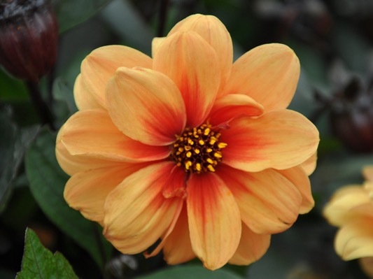 Dahlia-Dreamy Eyes_Close up flower