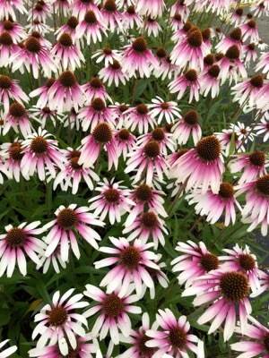 Echniacea-Pretty Parasols_Flower