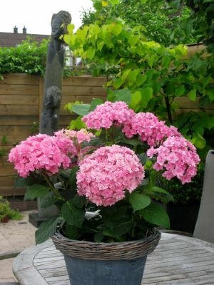 Hydrangea-Expression_Patio