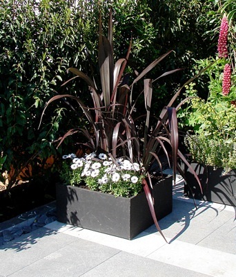 Phormium-Black Adder_Patio