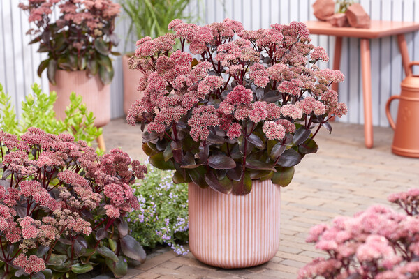 Sedum Black Knight