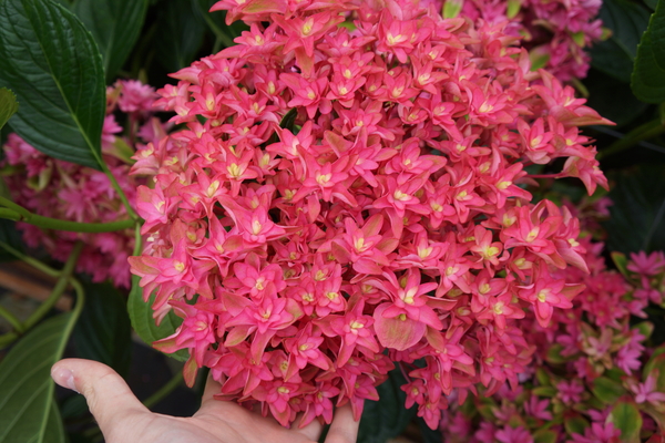 Hydrangea WOWTime