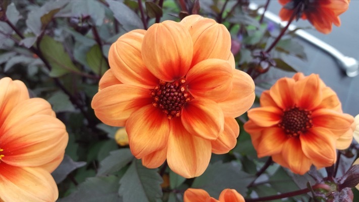 Dahlia-Dreamy Eyes_Flower