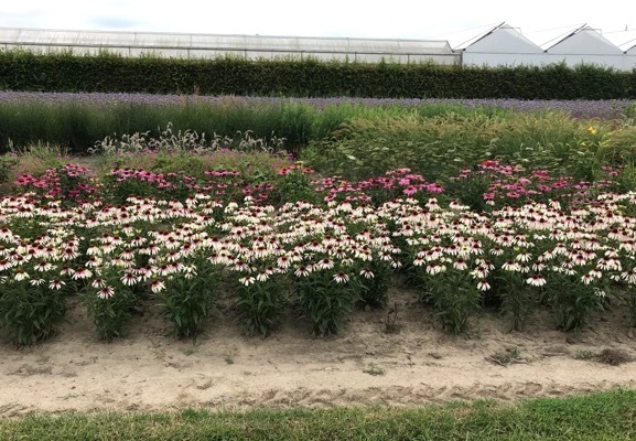 Echniacea-Pretty Parasols_Nursery