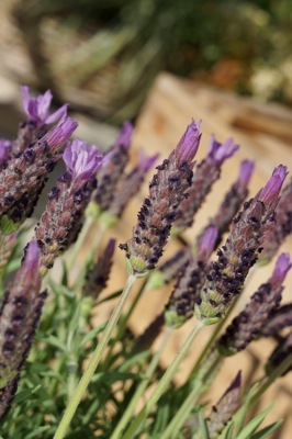 Lavandula-Lusi Purple_Flower