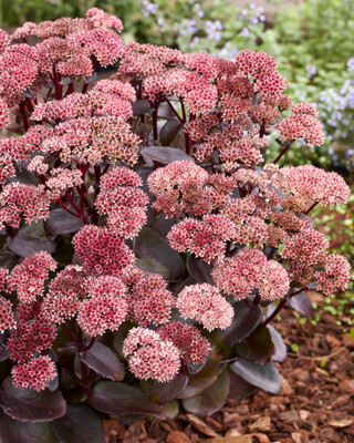 Sedum Black Knight