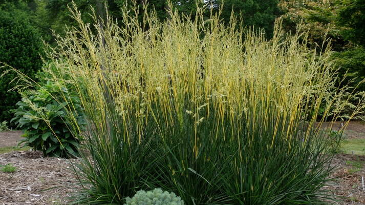 Festuca Glow Sticks