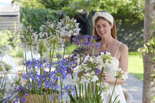 Agapanthus-Ever Sapphire_Patio