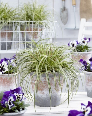 Carex-Evercream_Patio