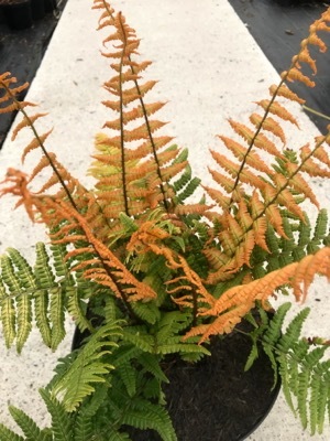 Dryopteris-Jurassic Gold_Pot