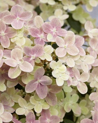 Hydrangea-Early Evolution_Close up flower