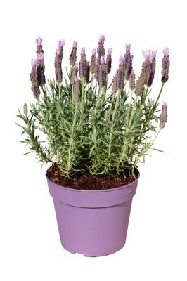 Lavendula-Lusi Pink_Pot