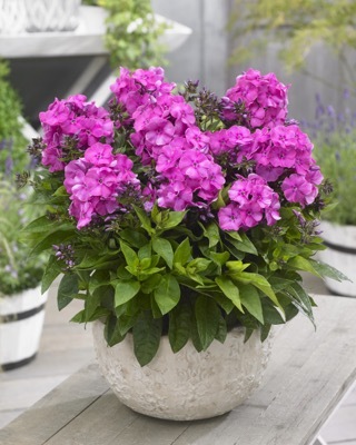 Phlox-Primadonna_Patio