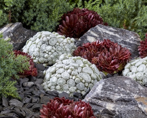 Sempervivum-Arctic White_Garden