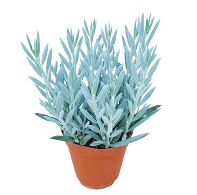 Senecio-Mount Everest_Pot