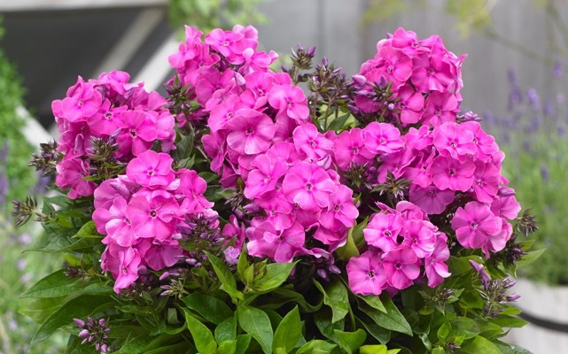 Phlox-Primadonna_Flower