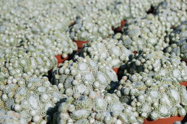 Sempervivum-Arctic White_Nursery