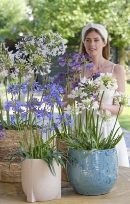 Agapanthus-Ever Sapphire_Patio