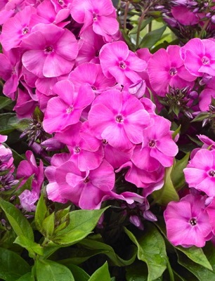 Phlox-Primadonna_Flower