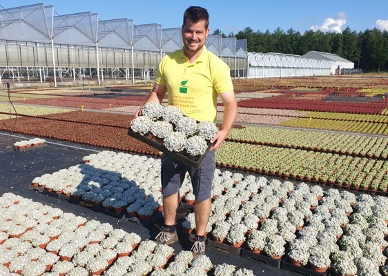 Sempervivum-Arctic White_Nursery