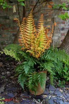 Dryopteris-Jurassic Gold_Patio