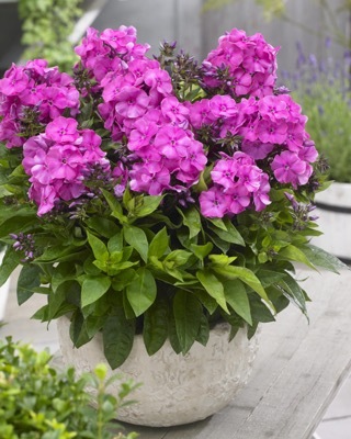 Phlox-Primadonna_Patio