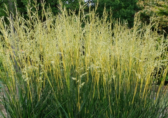 Festuca Glow Sticks