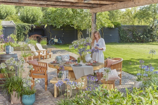 Agapanthus-Ever Sapphire_Patio