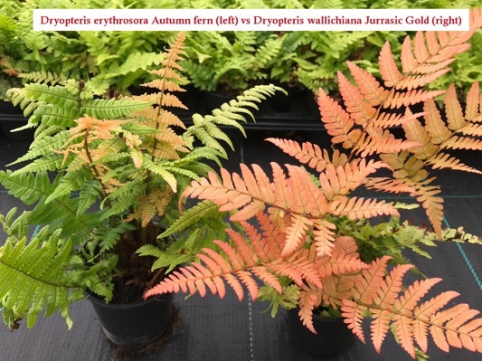 Dryopteris-Jurassic Gold_Pot