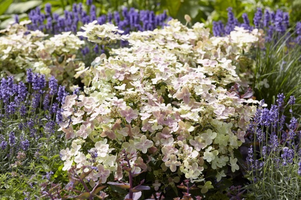 Hydrangea-Early Evolution_Garden