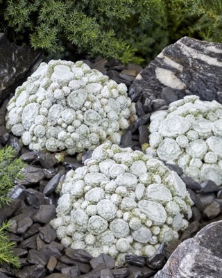 Sempervivum-Arctic White_Garden