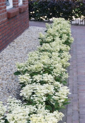 Hydrangea-Early Evolution_Garden