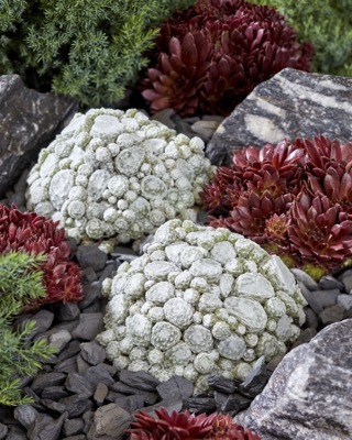 Sempervivum-Arctic White_Garden