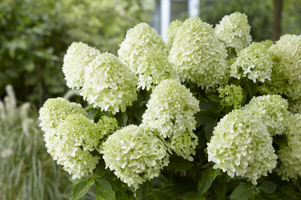 Hydrangea Little Spooky