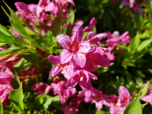 Weigela Picobella Rosa