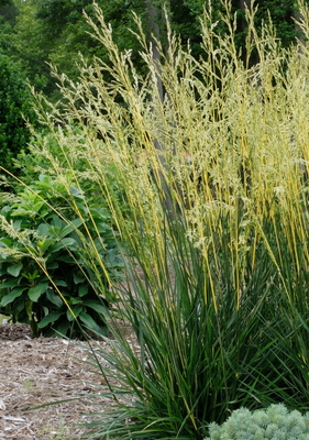 Festuca Glow Sticks