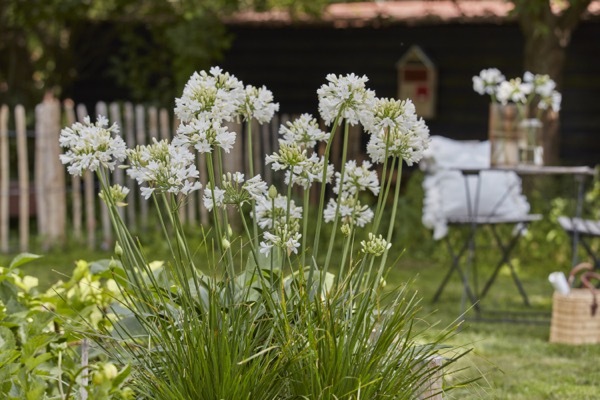 Agapanthus-Ever White_Flower