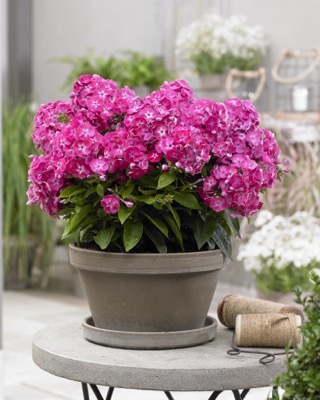 Phlox-Sweet Tart_Patio