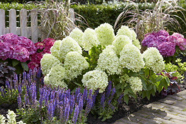 Hydrangea Little Spooky