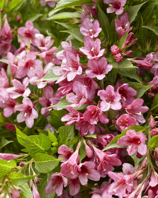 Weigela Picobella Rosa