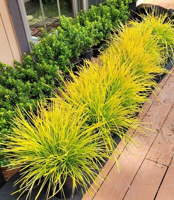 Lomandra Miner's Gold