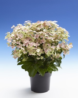 Hydrangea-Early Evolution_Pot