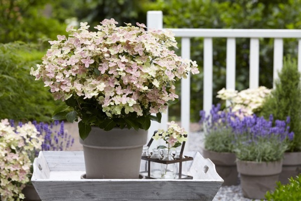 Hydrangea-Early Evolution_Patio