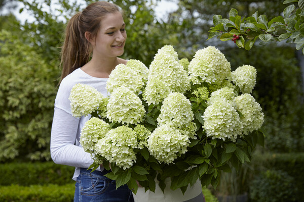 Hydrangea Little Spooky