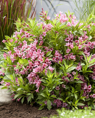 Weigela Picobella Rosa