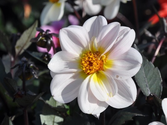 Dahlia_Dreamy Days_Close up flower