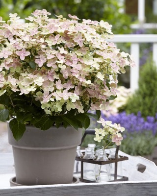 Hydrangea-Early Evolution_Patio