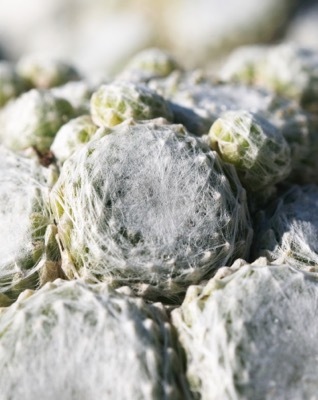 Sempervivum-Arctic White_Close up foliage