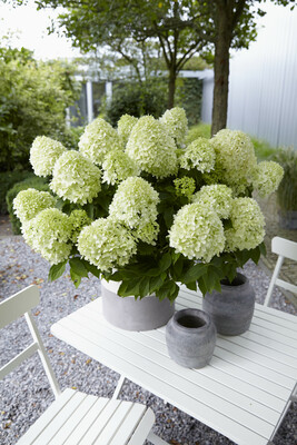 Hydrangea Little Spooky