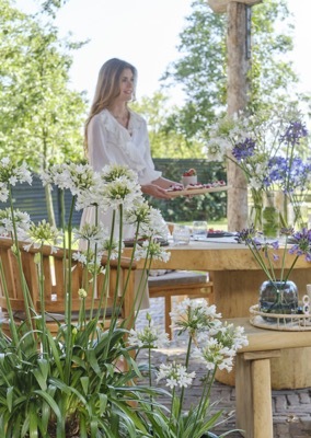 Agapanthus-Ever White_Patio